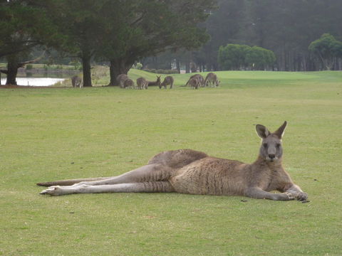 Kangaroo Tours At Gisborne Golf Club Inc - New South Wales Tourism  1