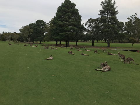 Kangaroo Tours At Gisborne Golf Club Inc - New South Wales Tourism  2