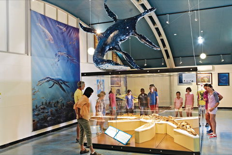Kronosaurus Korner - New South Wales Tourism  2