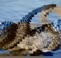 Lake Monger - New South Wales Tourism 