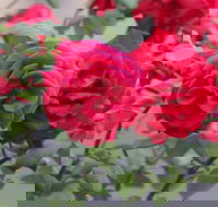 Lismore Community Gardens - New South Wales Tourism 