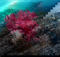 Luncheon Bay Dive Site - New South Wales Tourism 