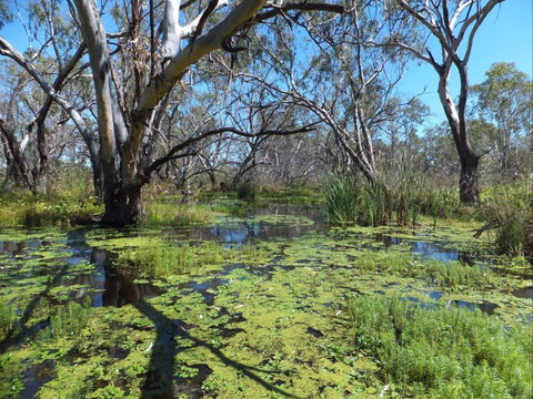 Macquarie Valley Trails - New South Wales Tourism  0