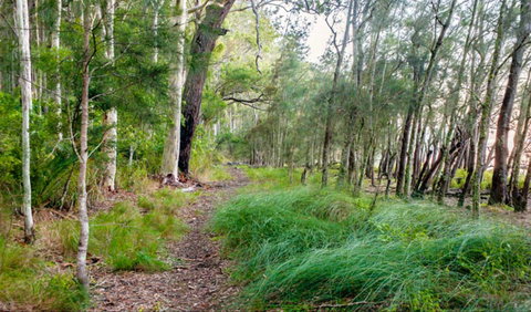 Meroo Lake Walking Track - New South Wales Tourism  0
