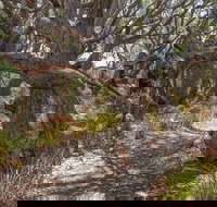 Middle Lagoon Walking Track - New South Wales Tourism 