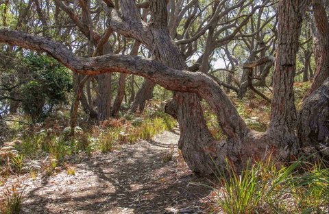 Middle Lagoon Walking Track - New South Wales Tourism  0
