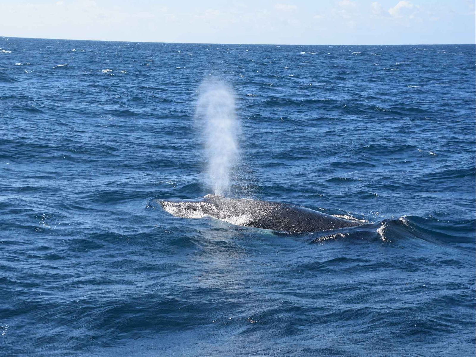 Minyama QLD New South Wales Tourism 