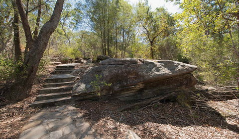 Mooney Mooney Nature Walk - New South Wales Tourism  0