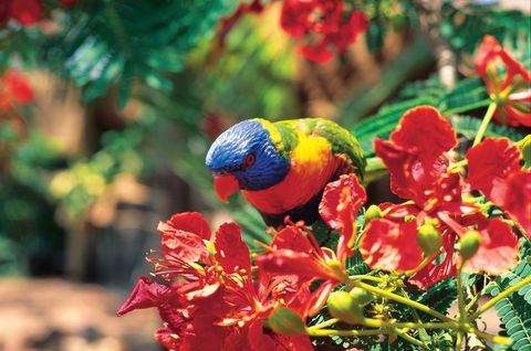 Mount Surprise - New South Wales Tourism  0