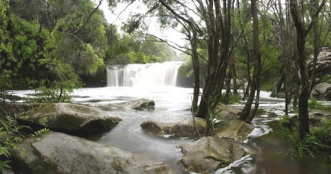 Nellies Glen Carrington Falls - New South Wales Tourism  0