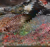 Nine Mile Reef Dive Site - New South Wales Tourism 