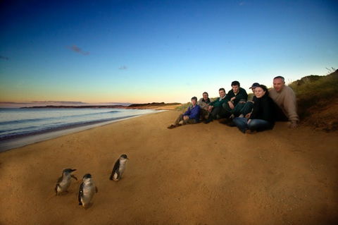 Phillip Island - New South Wales Tourism  2