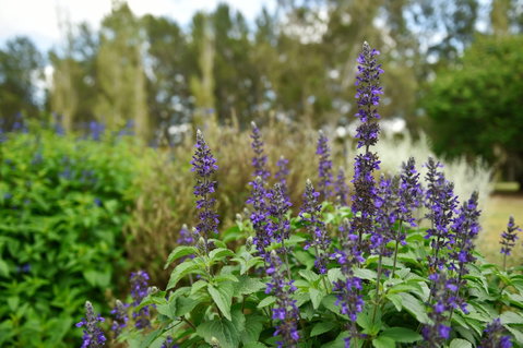 Picton Botanic Gardens - New South Wales Tourism  1