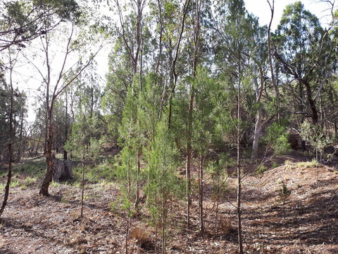 Pioneer Park - New South Wales Tourism  2