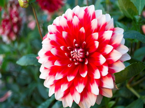 Portland Botanical Gardens - New South Wales Tourism  1