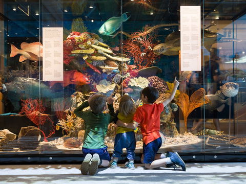 Queensland Museum - New South Wales Tourism  1