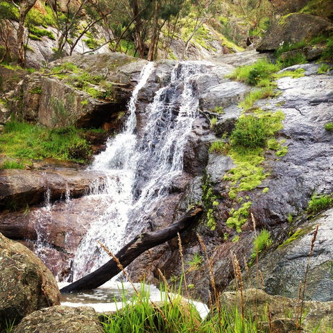 Salisbury Falls Walk - New South Wales Tourism  1