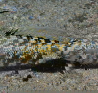 Shelving Beach Dive Site - New South Wales Tourism 