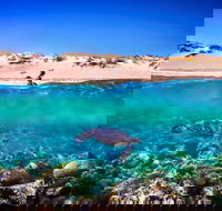 Snorkel the Ningaloo Reef - New South Wales Tourism 
