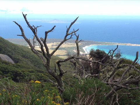 Strzelecki Peaks Great Short Walk - New South Wales Tourism  0