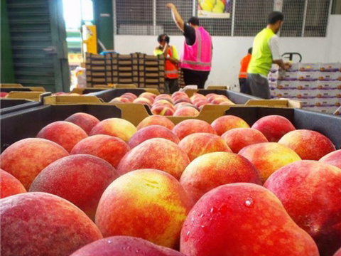 Sydney Produce Market - New South Wales Tourism  0