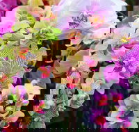 Tinonee Orchid Nursery - New South Wales Tourism 