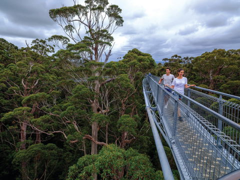 Valley Of The Giants Tree Top Walk - New South Wales Tourism  2
