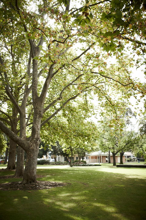 Wangaratta's Significant Trees Walks - New South Wales Tourism  1