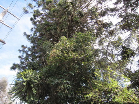 Wangaratta's Significant Trees Walks - New South Wales Tourism  2