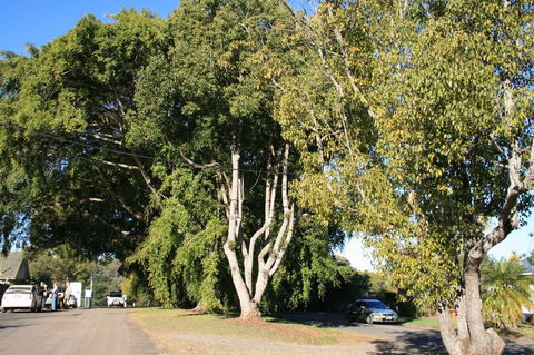 Anzac Avenue Memorial Trees, Beerburrum - New South Wales Tourism  0