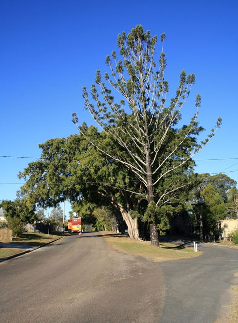 Anzac Avenue Memorial Trees, Beerburrum - New South Wales Tourism  1