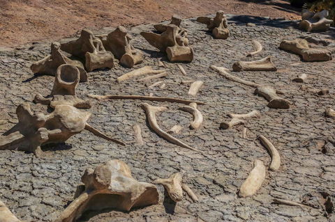 Australian Age Of Dinosaurs - New South Wales Tourism  2