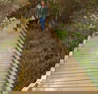 Balcombe Creek Estuary Boardwalk - New South Wales Tourism 