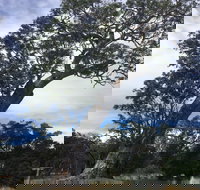 Bilston's Tree - New South Wales Tourism 