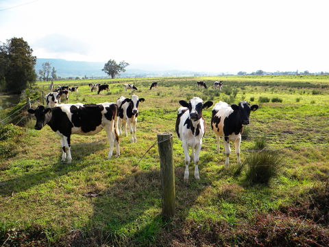 Bolong - New South Wales Tourism  1