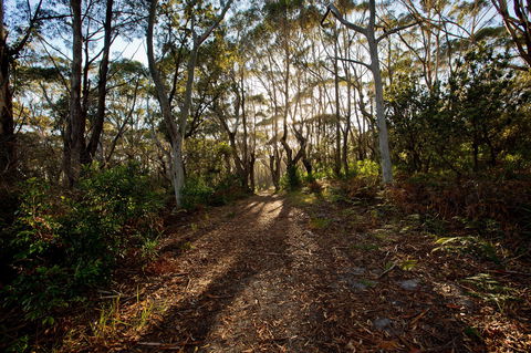 Booderee National Park: Munyunga Waraga Dhugan Walking Trail - New South Wales Tourism  0