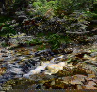 Budderoo National Park - New South Wales Tourism 