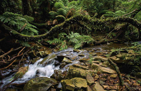 Budderoo National Park - New South Wales Tourism  0