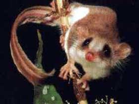 Carrowong Fauna Sanctuary - New South Wales Tourism  0