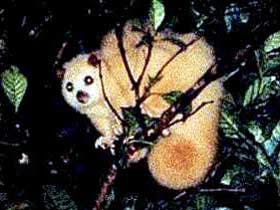 Carrowong Fauna Sanctuary - New South Wales Tourism  1