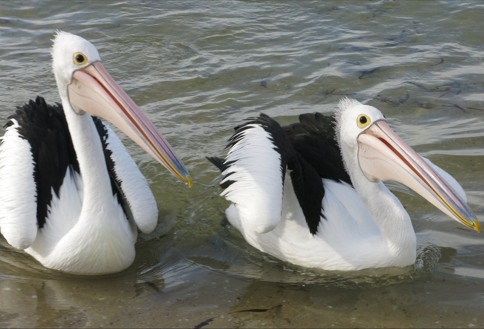 Chinaman Wells SA New South Wales Tourism 