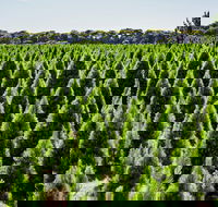 Christmas Tree Farm - New South Wales Tourism 