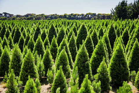 Christmas Tree Farm - New South Wales Tourism  0