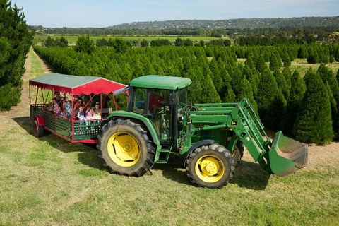 Christmas Tree Farm - New South Wales Tourism  1