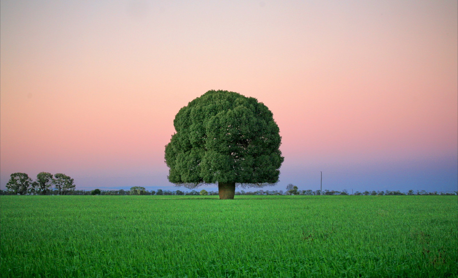 Barramornie QLD New South Wales Tourism 