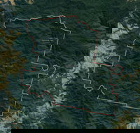 Dingo Forest - New South Wales Tourism 