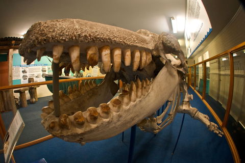 Eden Killer Whale Museum - New South Wales Tourism  0