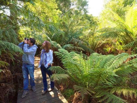 Endeavour Fern Gully Walks - New South Wales Tourism  0