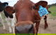 Farm Visit  Dungog - thumb 2