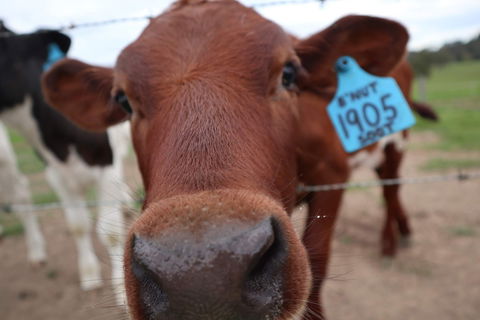 Farm Visit  Dungog - New South Wales Tourism  2